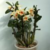 dendrobium cariniferum 